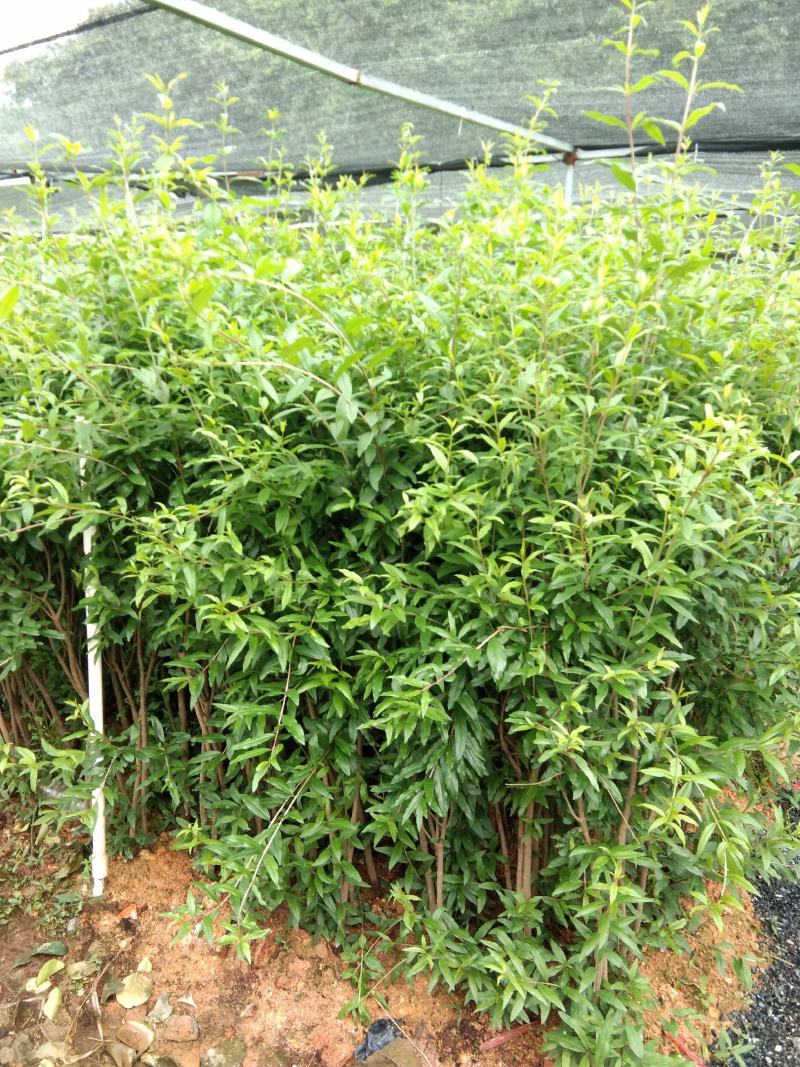 突尼斯软籽石榴树苗结果大苗原土带花发货包邮