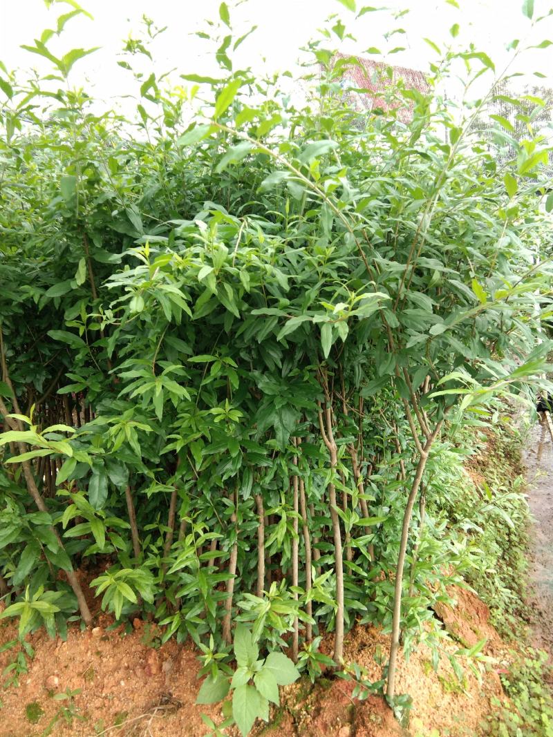 突尼斯软籽石榴树苗结果大苗原土带花发货包邮