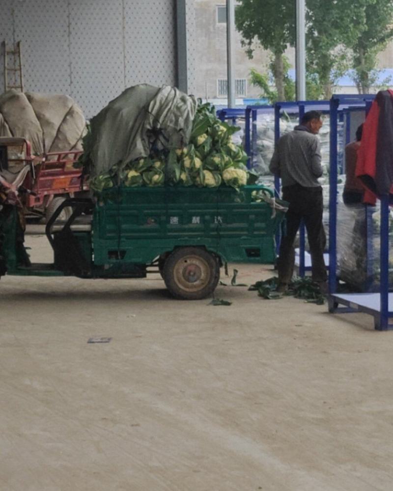河南通许，精品有机松花，花白，青梗，诚信经营