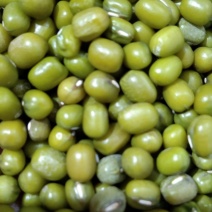 中牟县万邦市场食泉坊油绿豆中粒