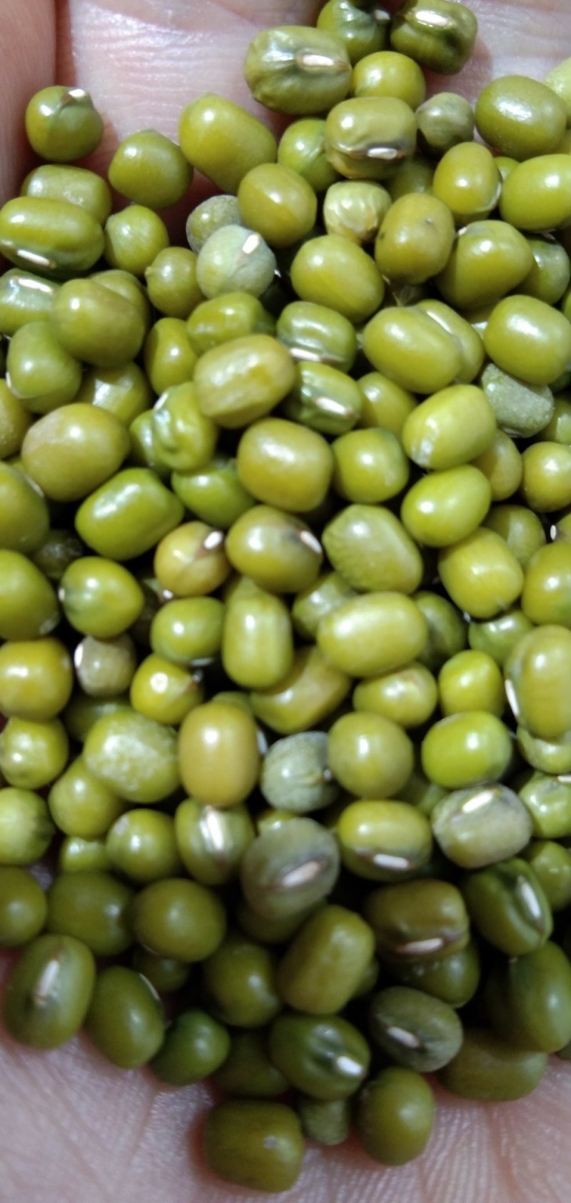 中牟县万邦市场食泉坊油绿豆中粒