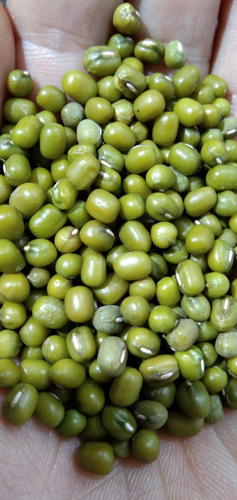 中牟县万邦市场食泉坊油绿豆中粒