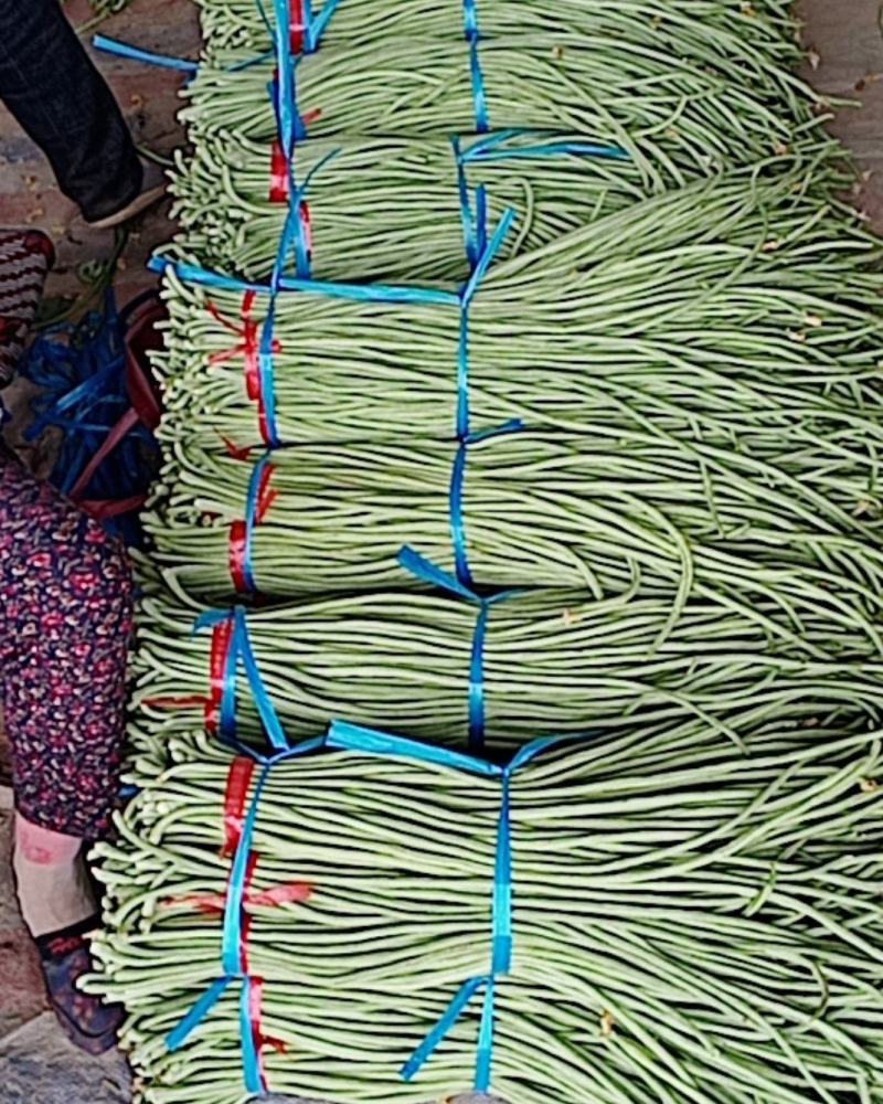 山东精品长豆角大量上市中脆嫩欢迎老板来基地考察订购