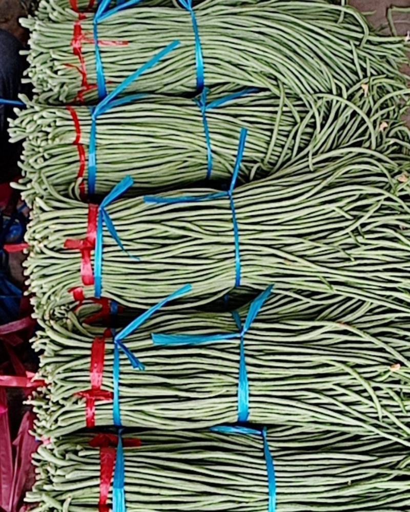 山东精品长豆角大量上市中脆嫩欢迎老板来基地考察订购