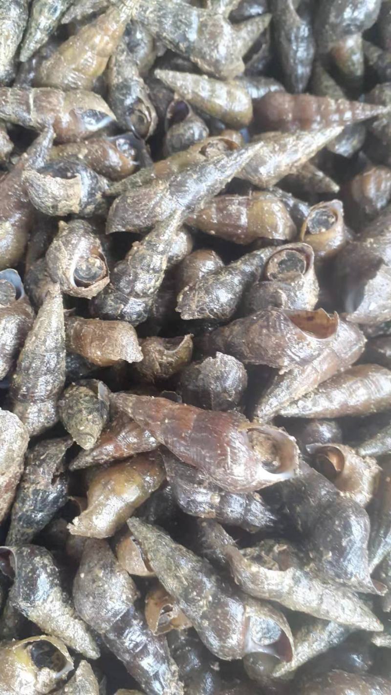 黑黄螺，尖螺，粗皮螺