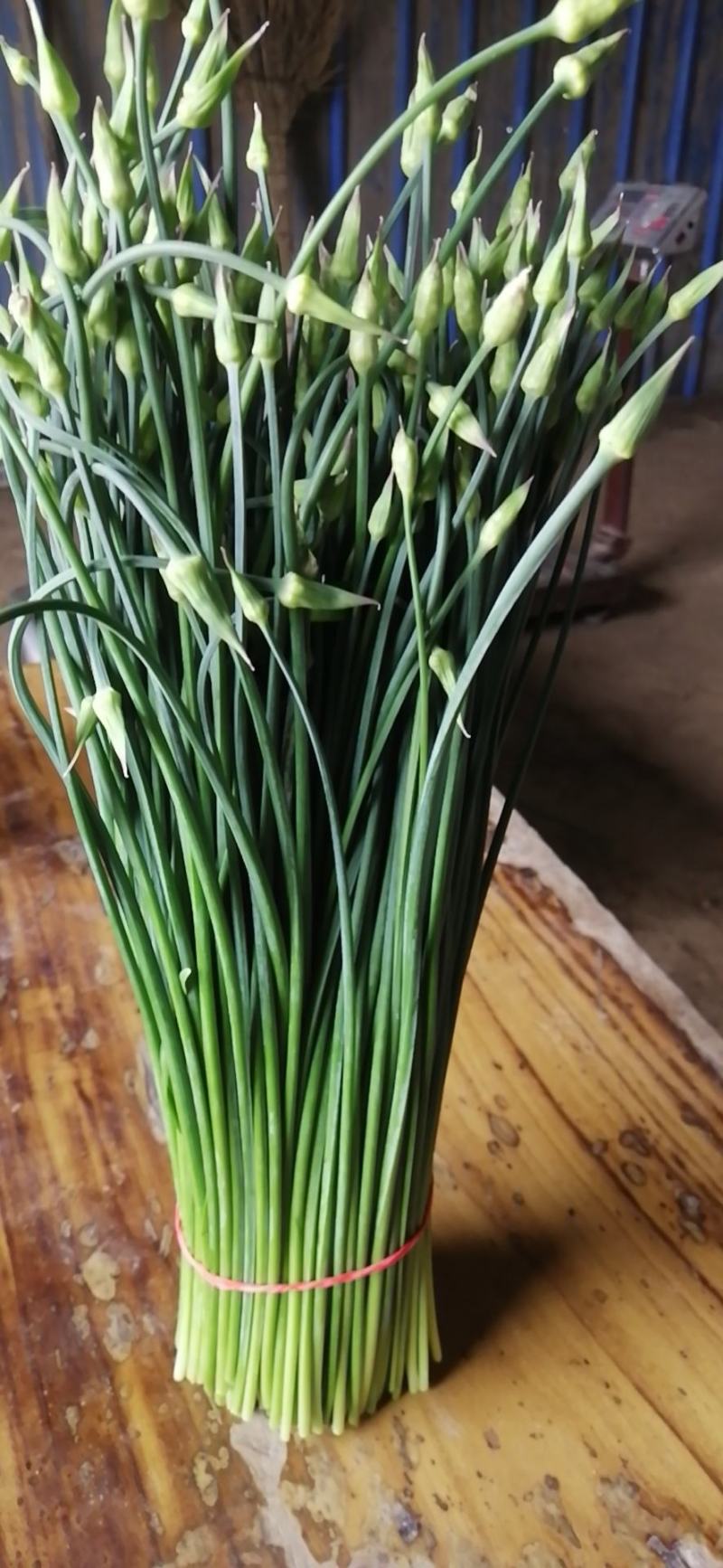韭苔.山东精品韭苔大量上市中.新鲜.精加工，嫩粗根白