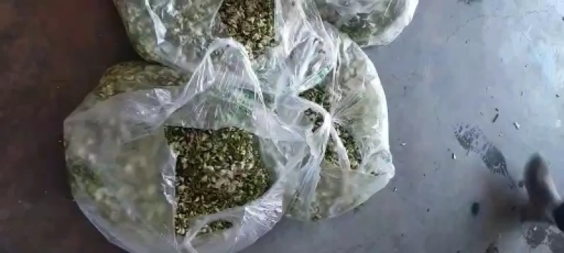 黄花菜