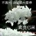 央企中粮**粮仓东北珍珠香米25kg/袋餐饮食堂专用