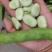 白米大蚕豆，七星蚕豆，青米大蚕豆，新鲜蚕豆，产地直销