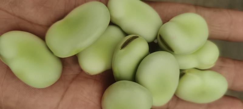 白米大蚕豆，七星蚕豆，青米大蚕豆，新鲜蚕豆，产地直销