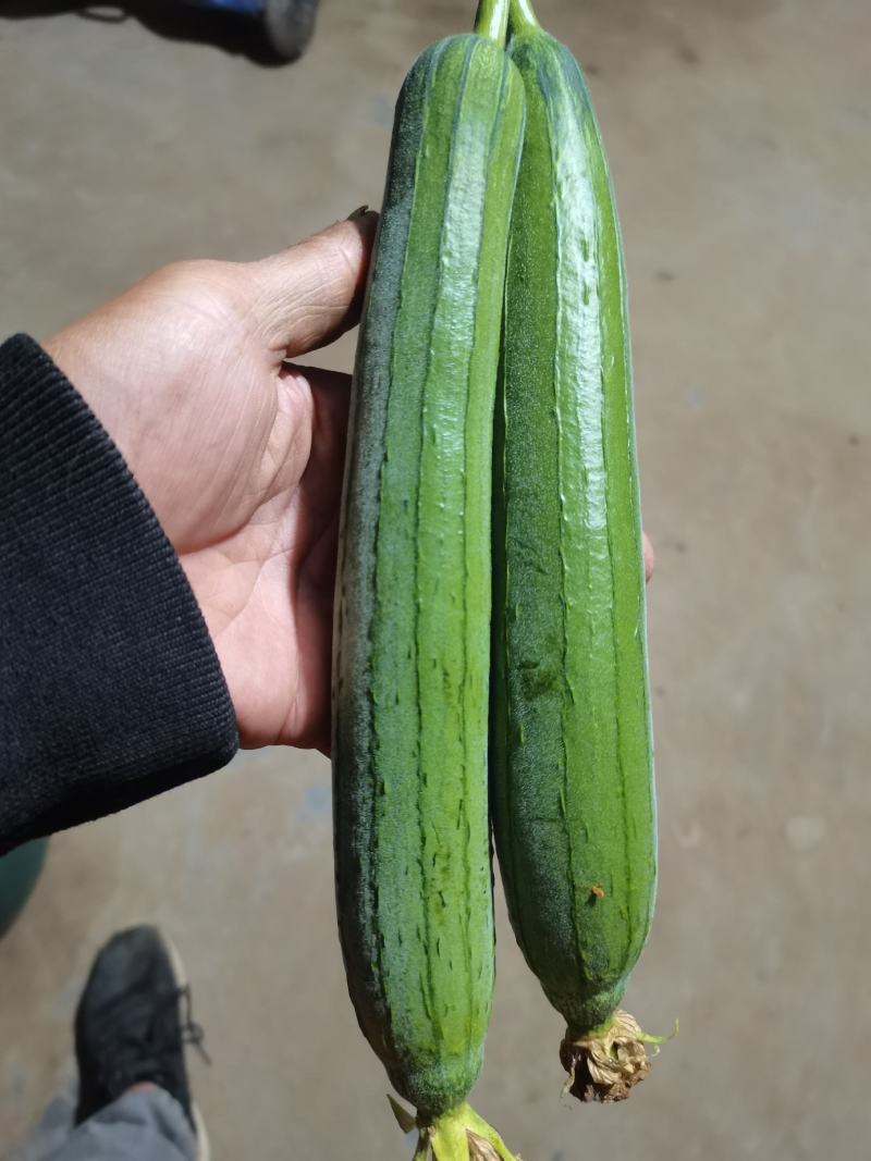 丝瓜