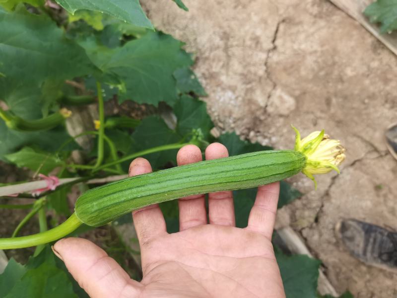 丝瓜