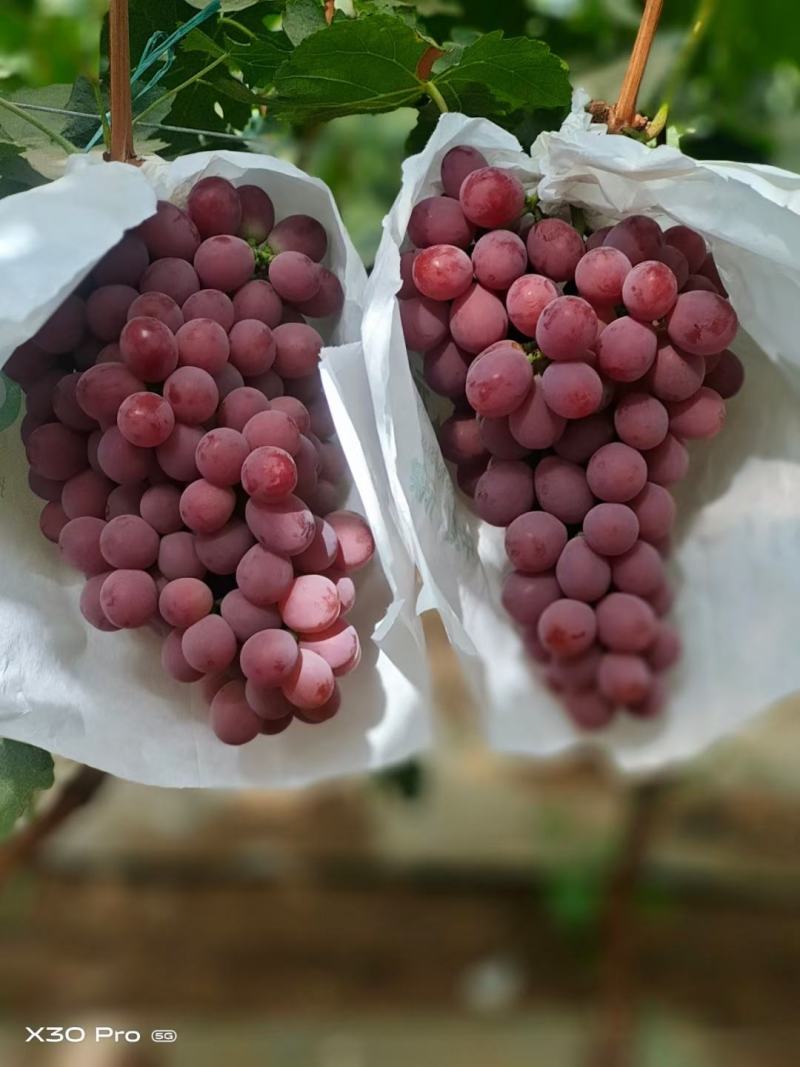 云南宾川红提葡萄大量上市.口感甜欢迎订购