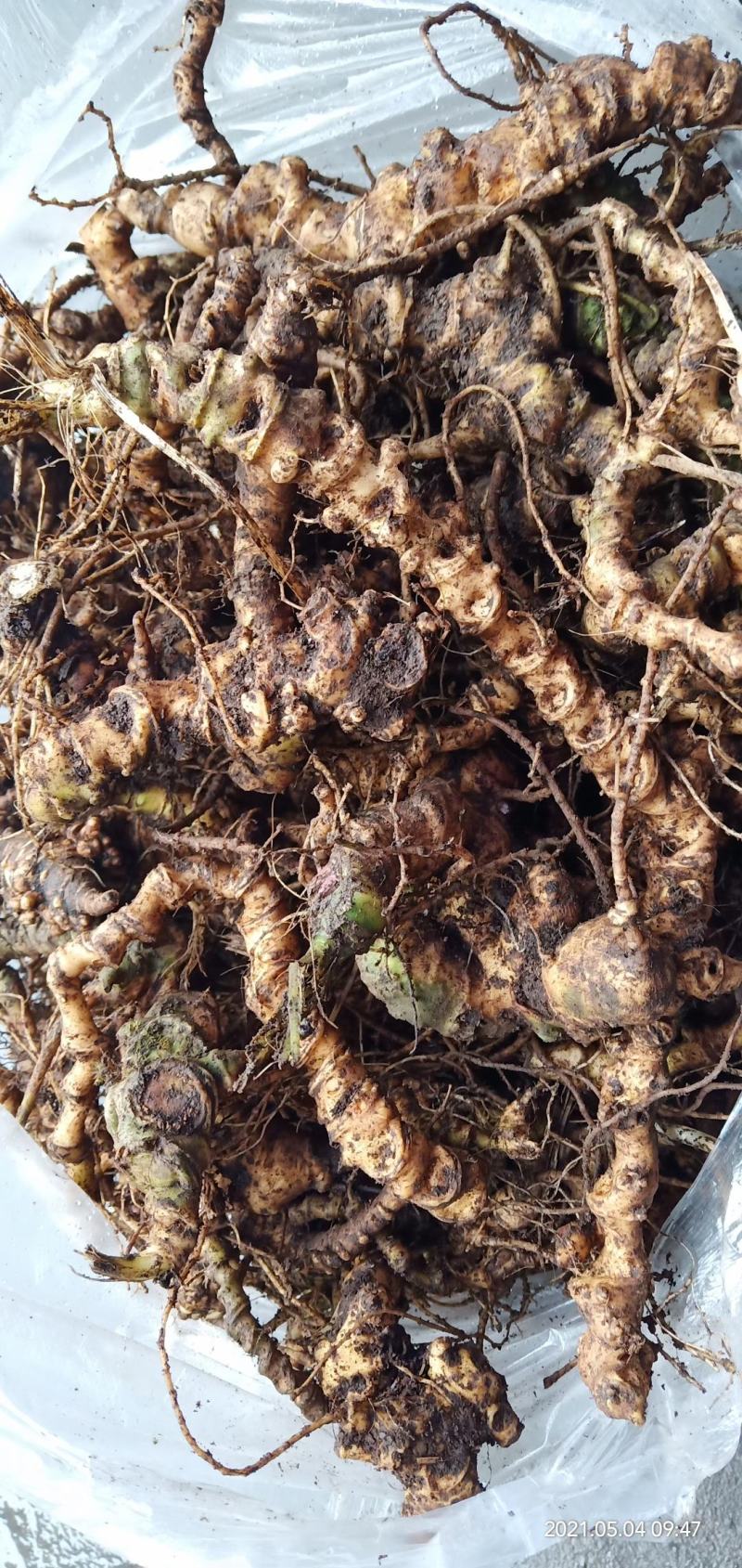【量大从优】野生三七货源充足长期欢迎在线咨询！