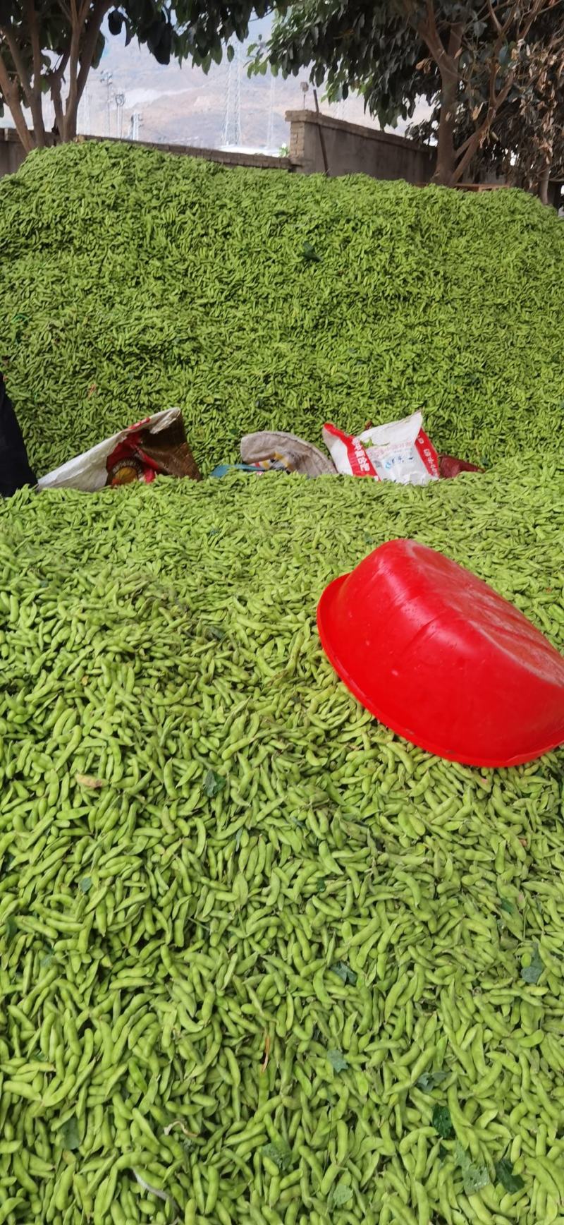 云南毛豆大量上市：开心翠绿宝质量保证产地直发