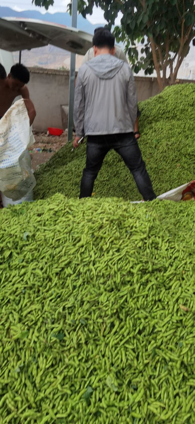 云南毛豆大量上市：开心翠绿宝质量保证产地直发