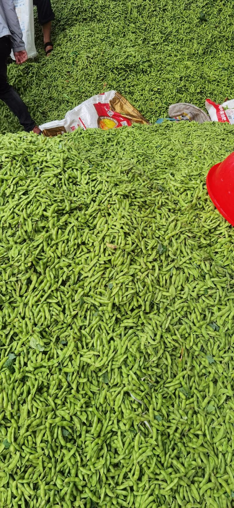 云南毛豆大量上市：开心翠绿宝质量保证产地直发