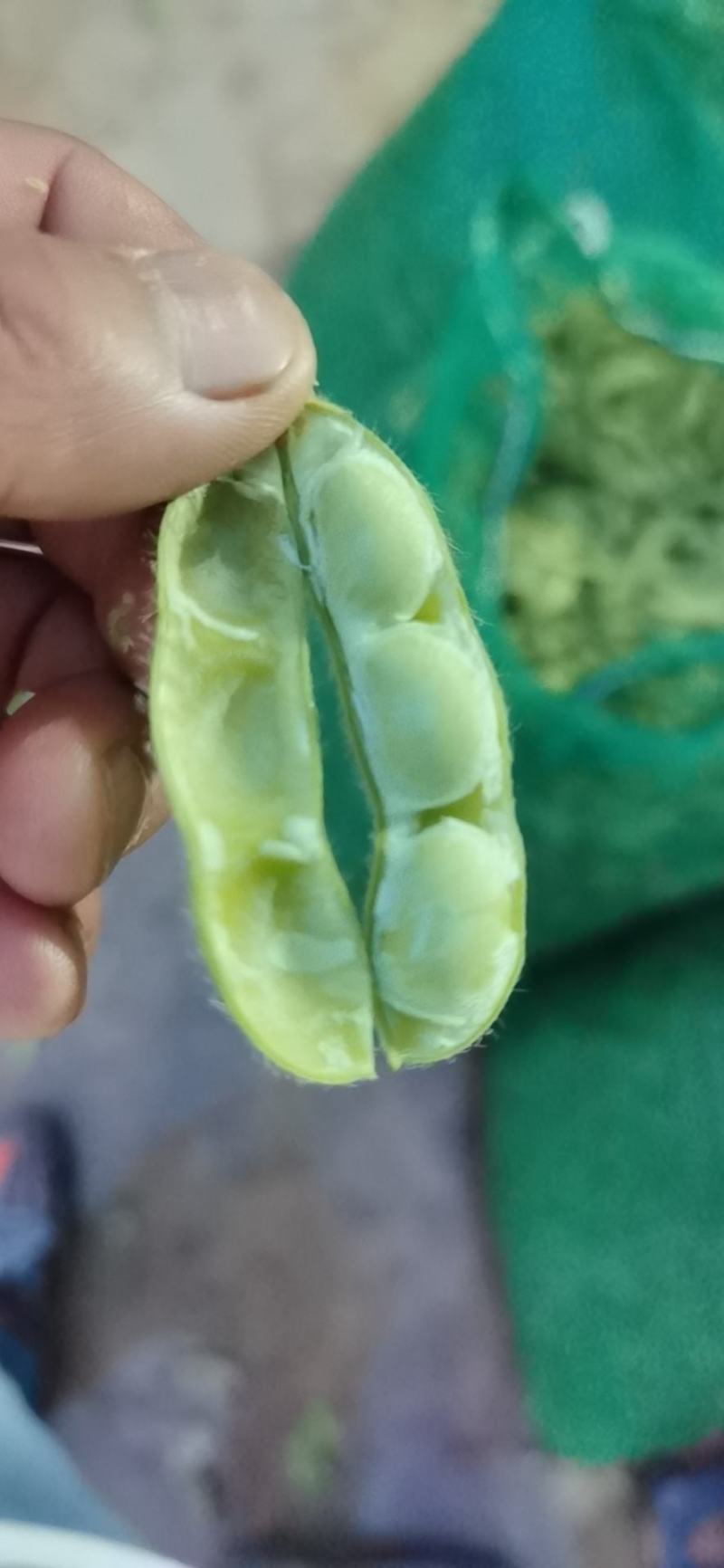 云南毛豆大量上市：开心翠绿宝质量保证产地直发