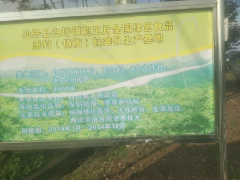 仙居杨梅，仙梅