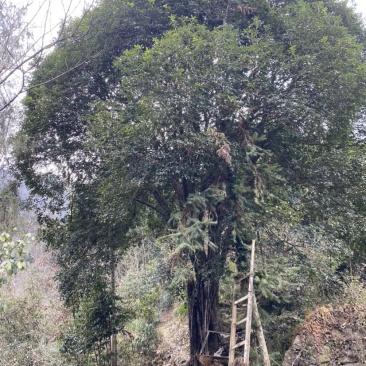 精品桂花