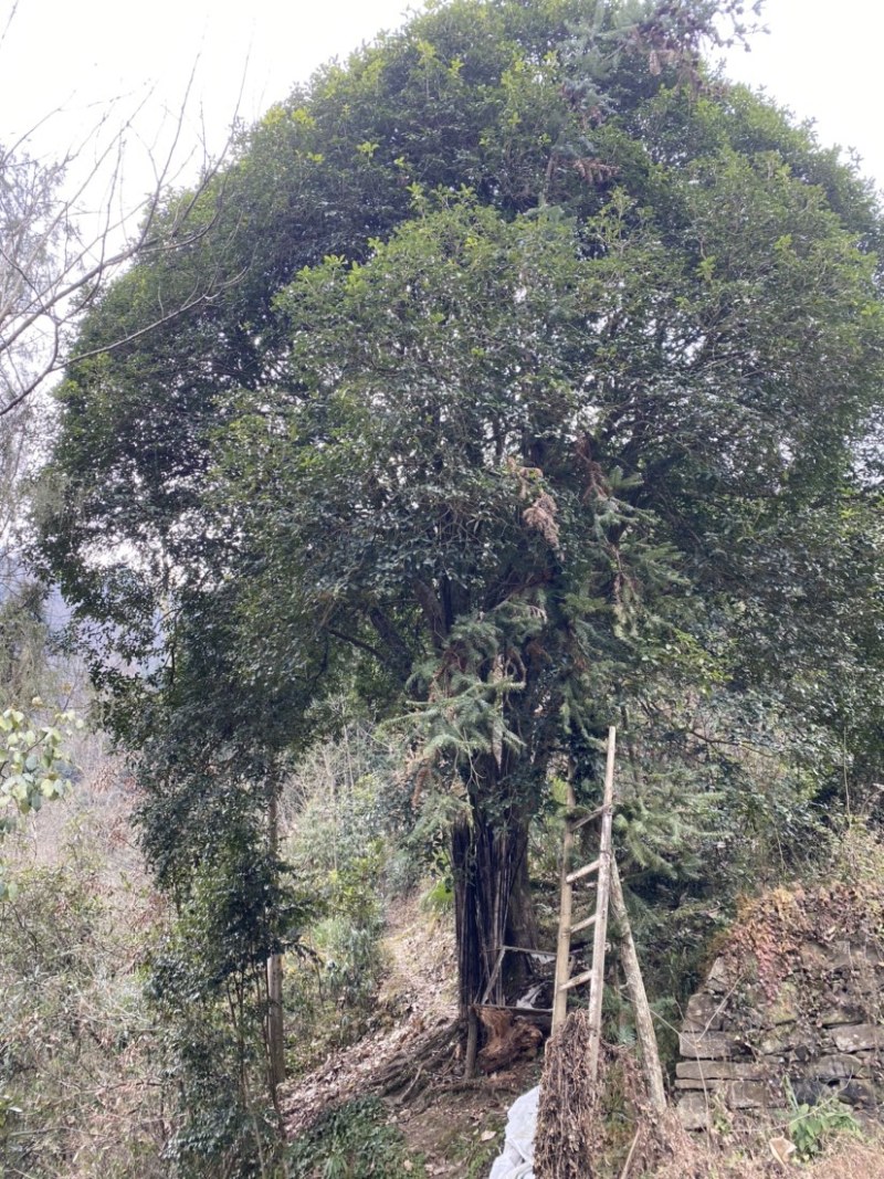 精品桂花