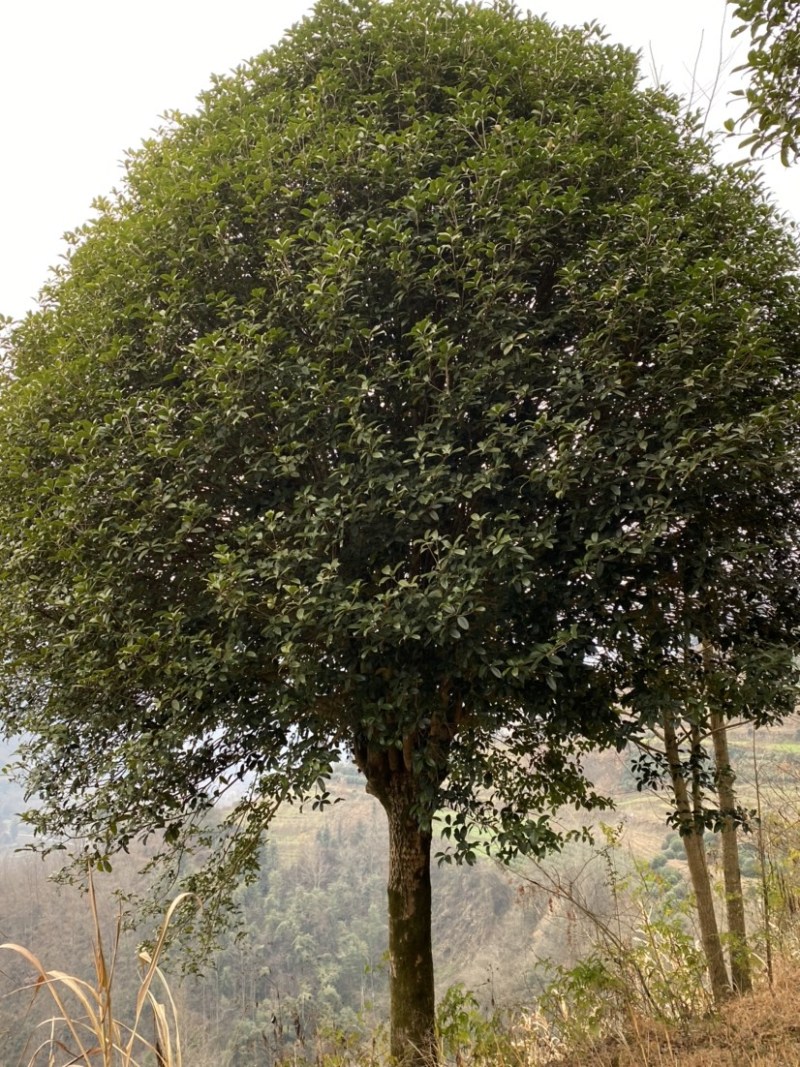 精品桂花