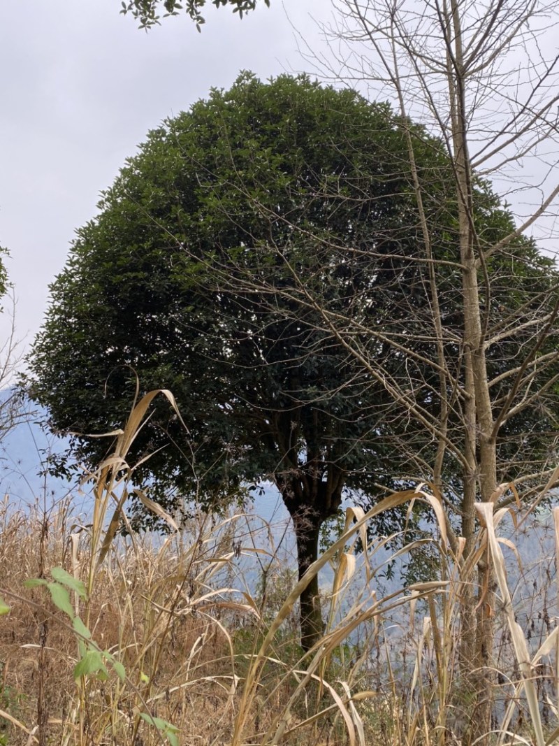 精品桂花