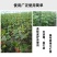 防老化吊蔓绳吊秧绳大棚用塑料绳子黄瓜西红柿绑蔓蔬菜吊蔓绳
