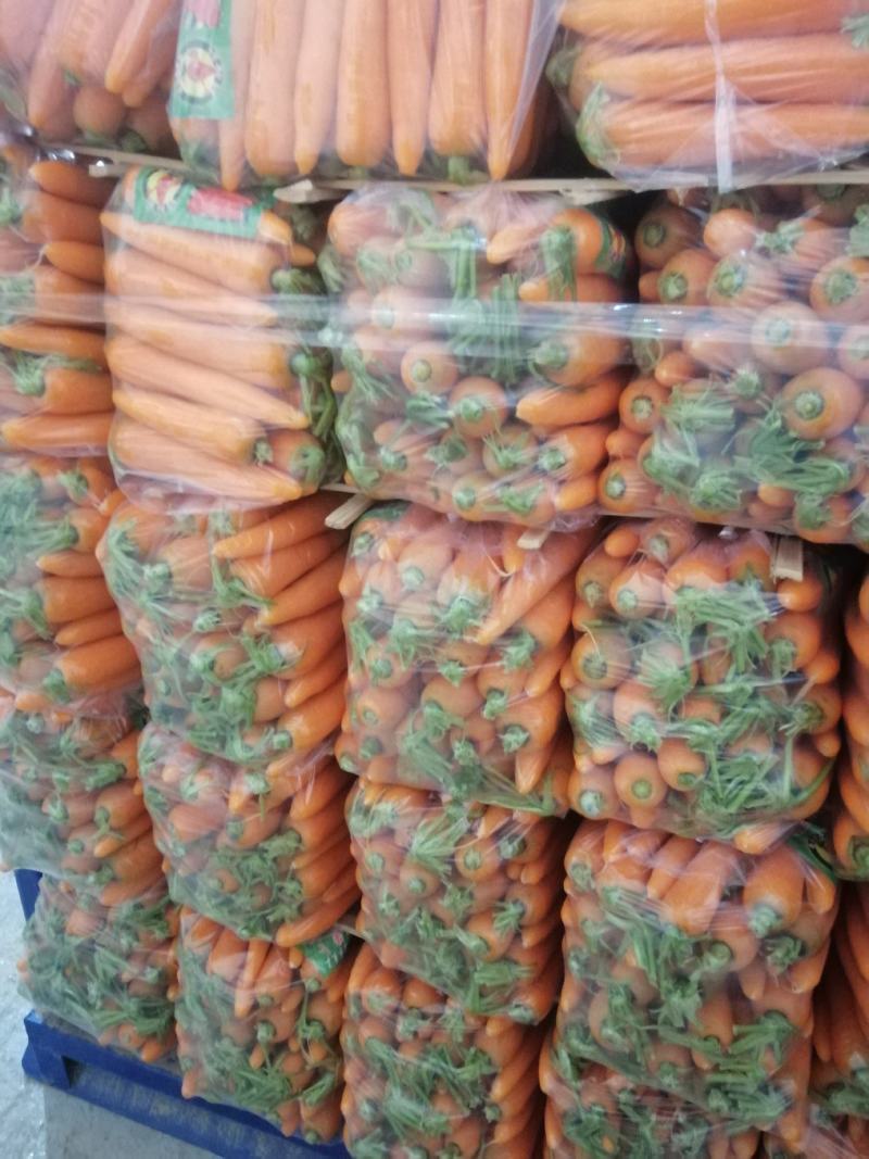 胡萝卜大量上市中。中条大头小条次品规格齐全，欢迎采购