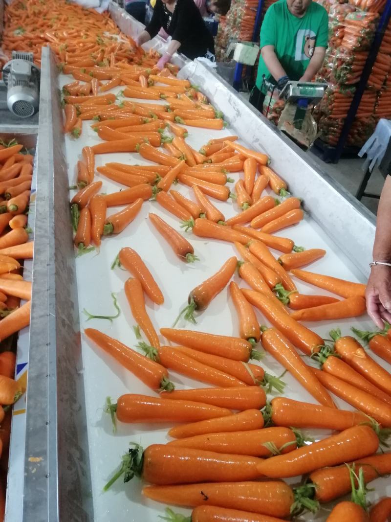 胡萝卜大量上市中。中条大头小条次品规格齐全，欢迎采购