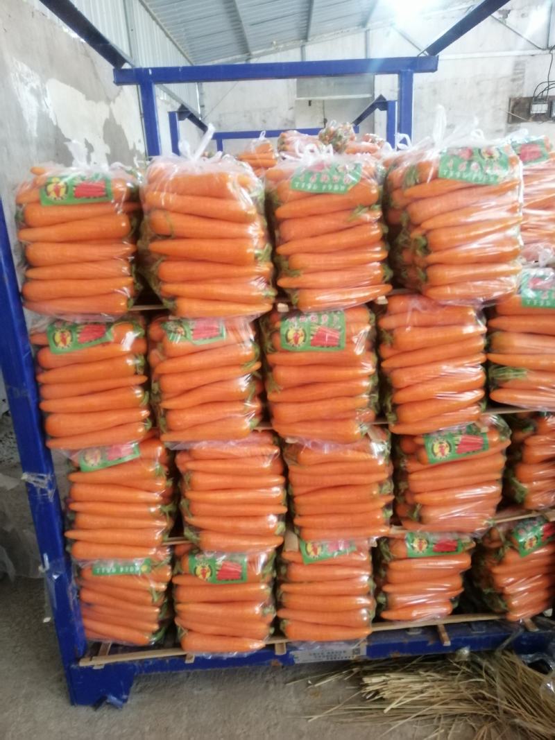 胡萝卜大量上市中。中条大头小条次品规格齐全，欢迎采购