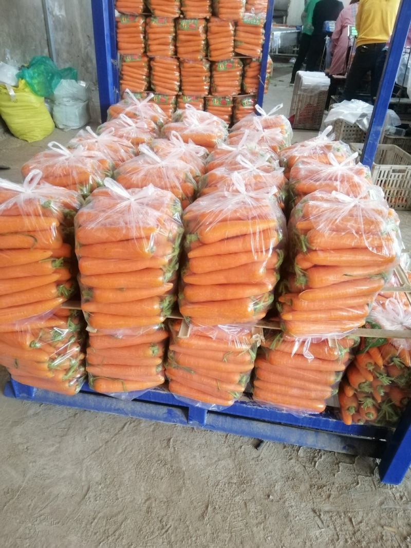 胡萝卜大量上市中。中条大头小条次品规格齐全，欢迎采购