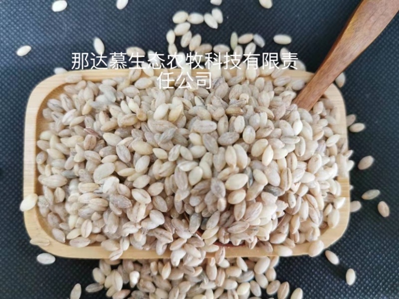 青海原产地种植青稞