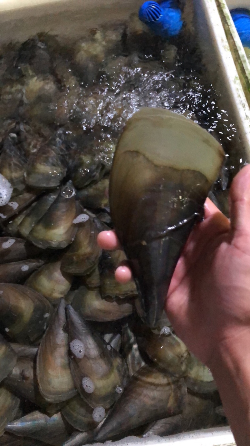 海鲜带子