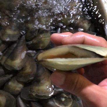 海鲜带子