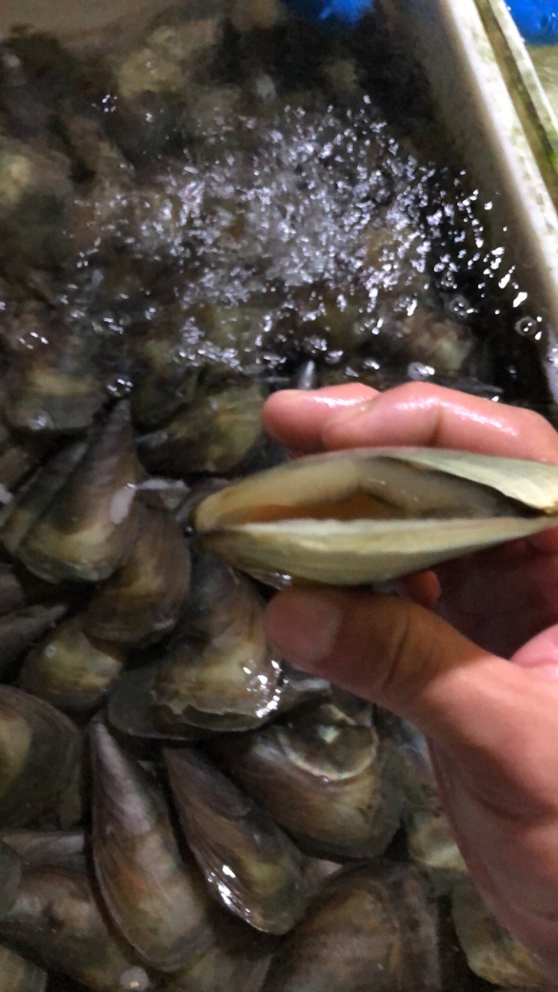 海鲜带子