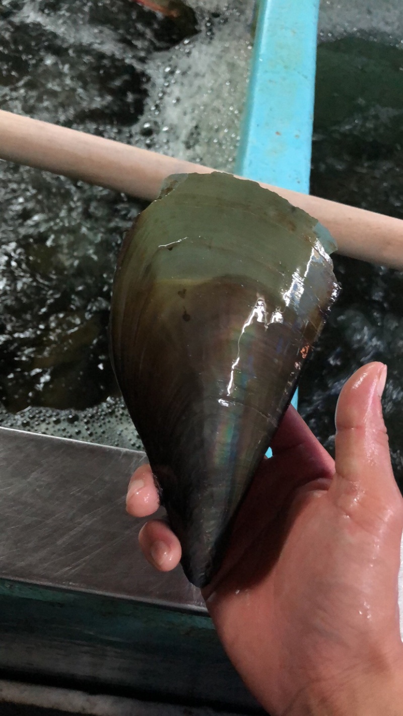 海鲜带子