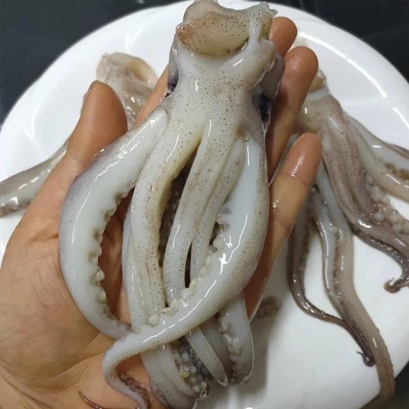 新鲜冷冻鱿鱼头阿尤头鱿鱼须海鲜串大鱿鱼足铁板烧烤食材包邮