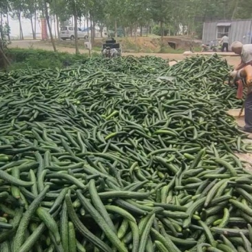 密刺黄瓜，加工厂，黄瓜，油亮黄瓜次瓜。基地直供量大质优