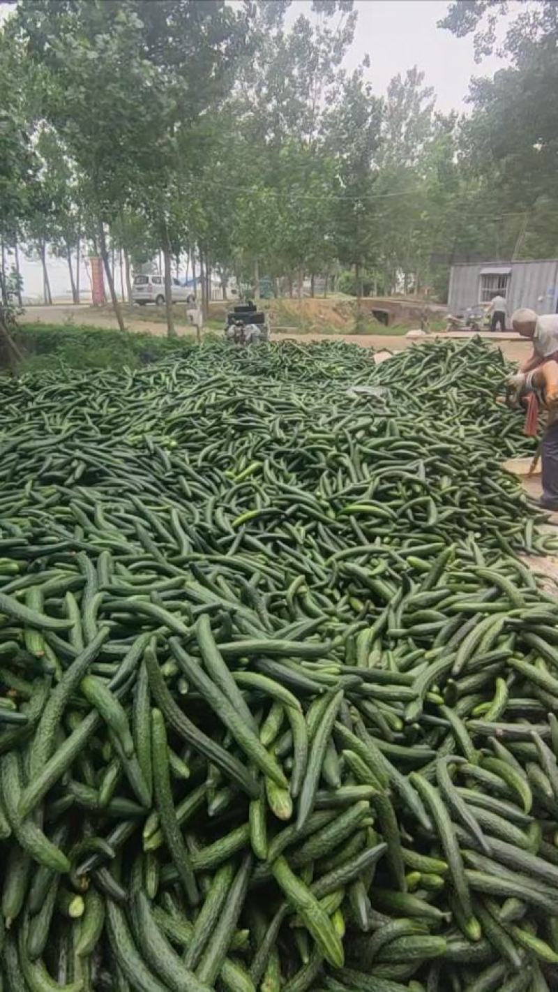 密刺黄瓜，加工厂，黄瓜，油亮黄瓜次瓜。基地直供量大质优