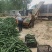 密刺黄瓜，加工厂，黄瓜，油亮黄瓜次瓜。基地直供量大质优