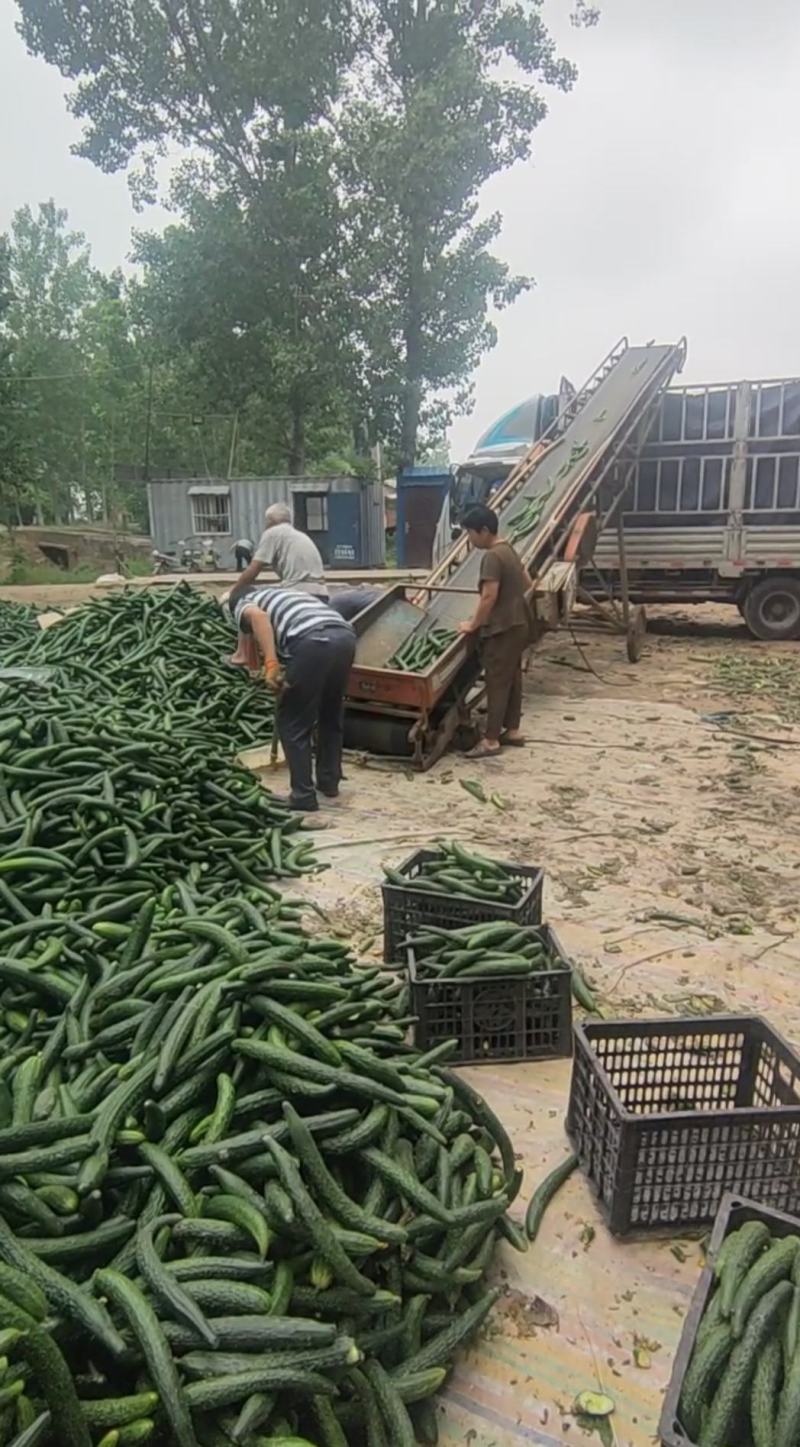 密刺黄瓜，加工厂，黄瓜，油亮黄瓜次瓜。基地直供量大质优