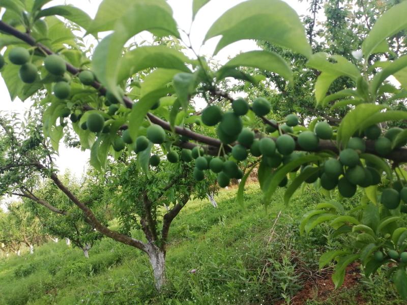 四川（脆红李）脱骨离核，口味纯正，基地种植，果园直发，