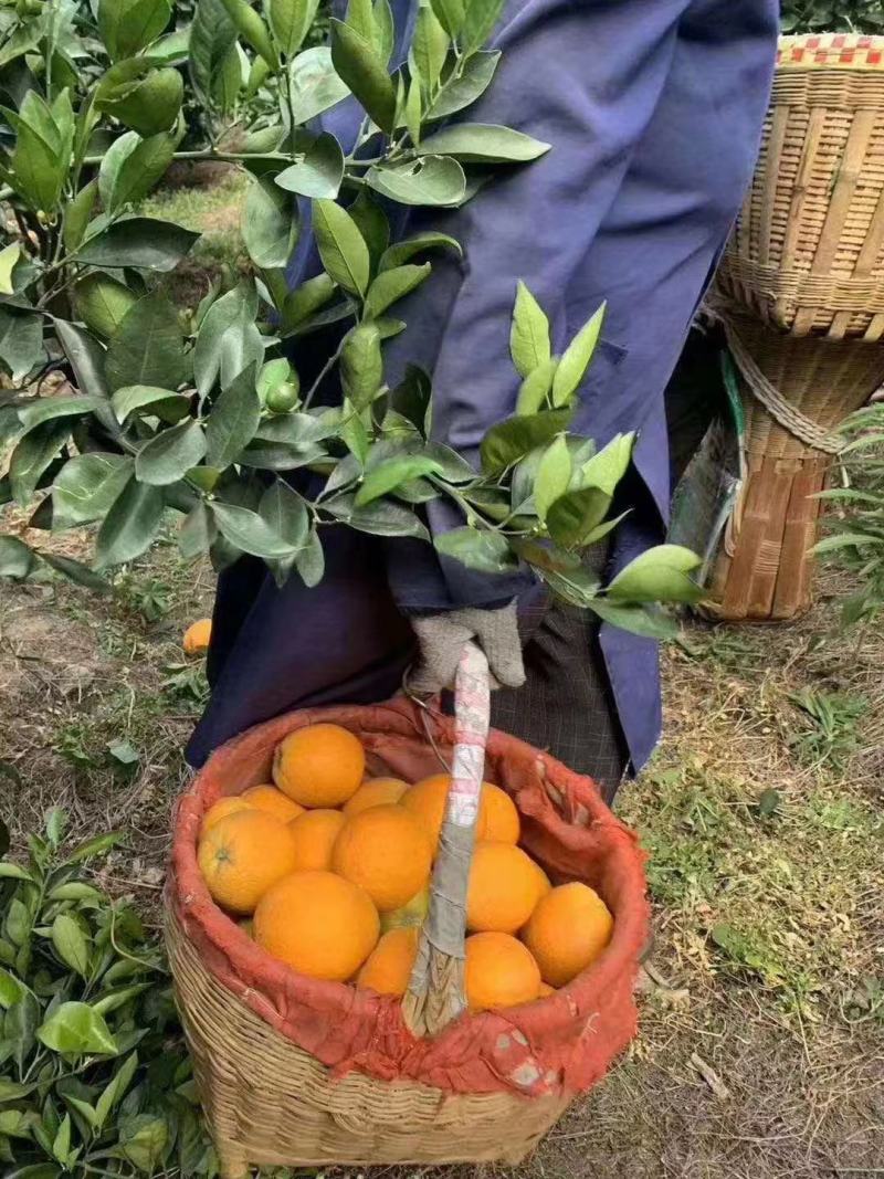 脐橙各种产地直销，农户一手货源价格实在，可视频看货选货
