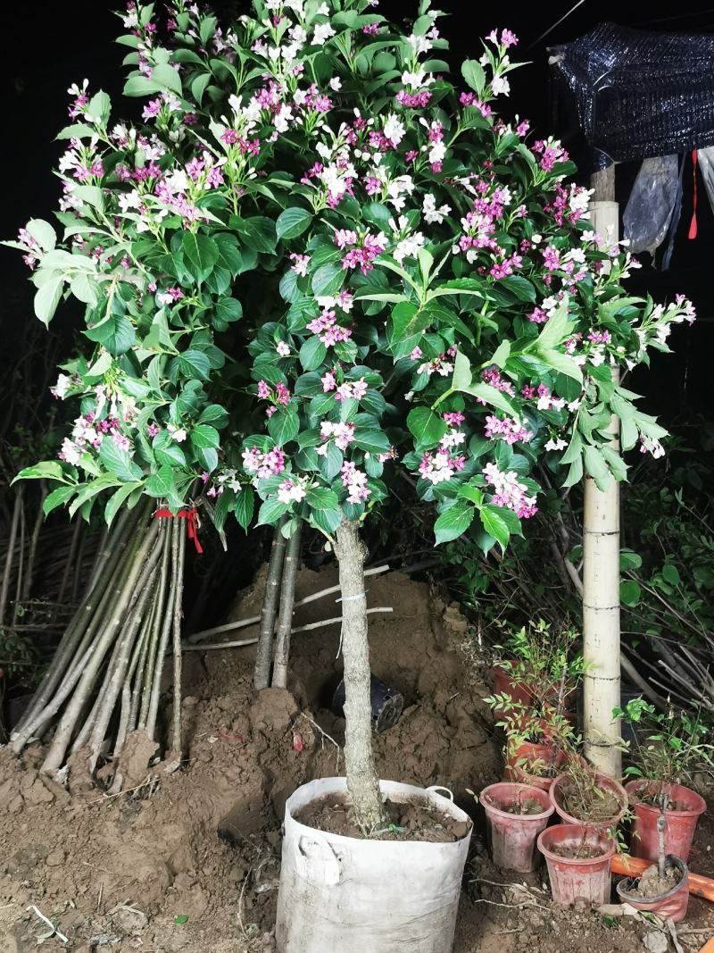 绿化苗木五彩锦带开五色花耐寒抗旱适合庭院别墅种植