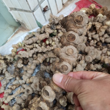中药材中药根茎类食药黄精