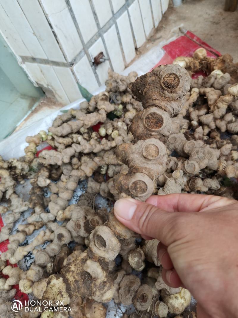 中药材中药根茎类食药黄精
