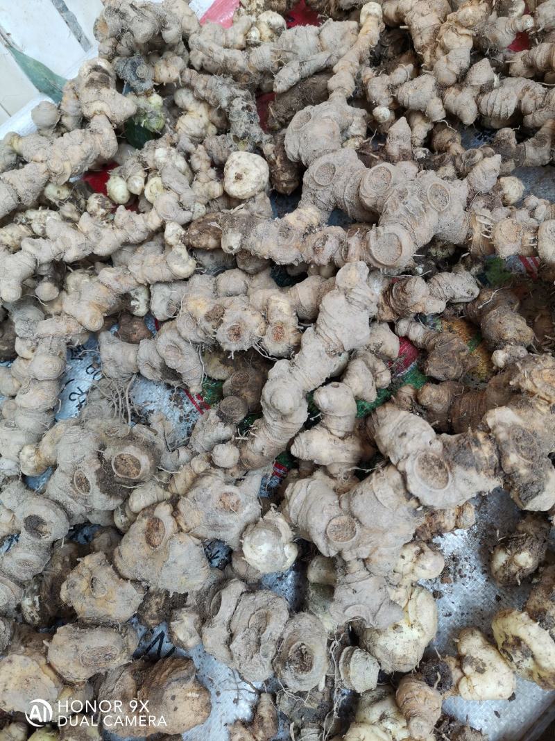 中药材中药根茎类食药黄精