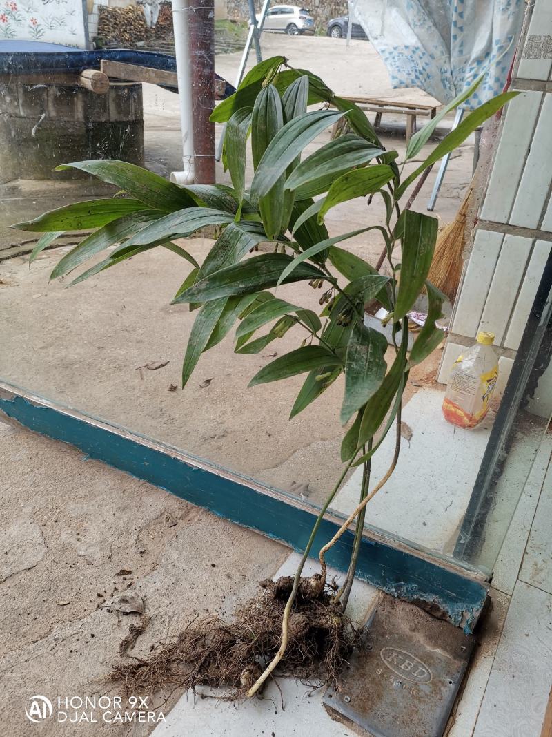 中药材中药根茎类食药黄精