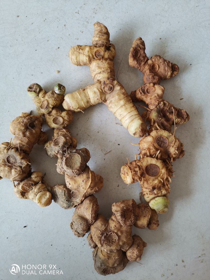 中药材中药根茎类食药黄精